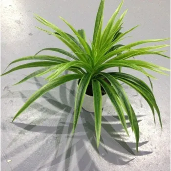 umělá květina Umělá rostlina Zelenec zelená L