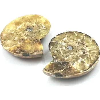 Fosilie Amonit půlený Madagaskar č. 4 – pár