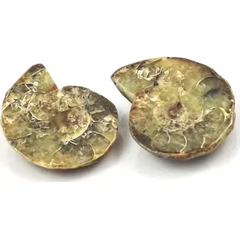 Fosilie Amonit půlený Madagaskar č. 3 – pár