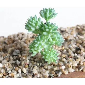 umělá květina Umělý sukulent 3