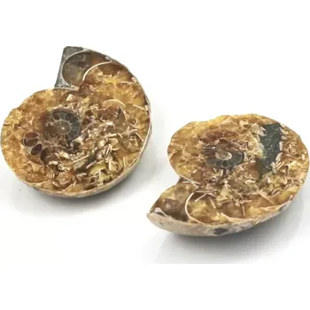 Fosilie Amonit půlený Madagaskar č. 2 – pár