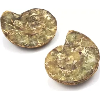 Fosilie Amonit půlený Madagaskar č. 1 – pár