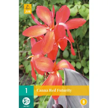 Cibulovina JUB Holland Kana Red Futurity B 1 ks