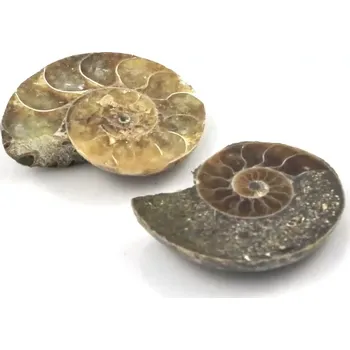 Fosilie Amoniti z Madagaskaru – 2 ks