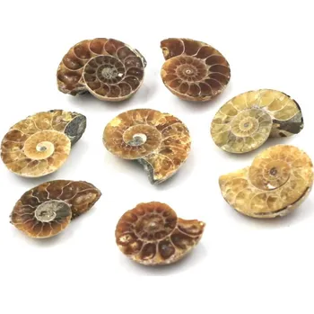 Fosilie Amonit malý Maroko – 8 ks
