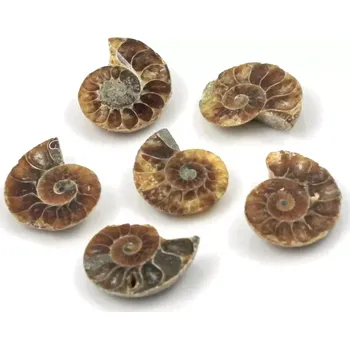 Fosilie Amoniti menší – 6 ks