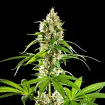 Kannabia Seeds - Sunset Sherbet 25 ks