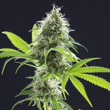 Semeno Kannabia Seeds - Kama Kush CBD 1 ks