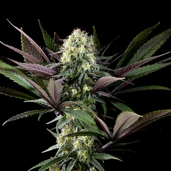Semeno Kannabia Seeds - Apple Fritter 1 ks
