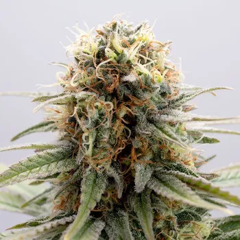 Semeno Kannabia Seeds - GSC 3 ks