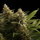 Kannabia Seeds - Colombian Jack 25 ks