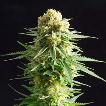 Semeno Kannabia Seeds - Kritikal-K 1 ks