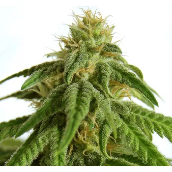 Semeno Kannabia Seeds - Afrodite 5 ks