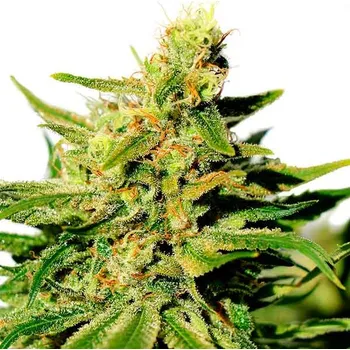 Semeno Kannabia Seeds - BCN Diesel CBD 5 ks
