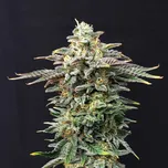 Kannabia Seeds - Cherry Dream 25 ks