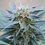 Kannabia Seeds - Skunk+ 100 ks