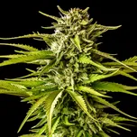 Kannabia Seeds - Break-up Cake 25 ks