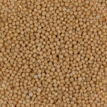 Koření Hořčice bílá semeno