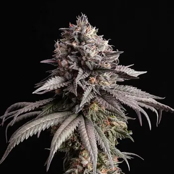 Semeno Kannabia Seeds - Gelato-K 3 ks