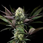 Kannabia Seeds - Apple Fritter 25 ks