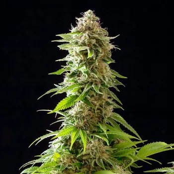 Semeno Kannabia Seeds - Cookies Haze 5 ks