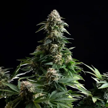 Semeno Kannabia Seeds - Amnesia Dream XL Auto 3 ks