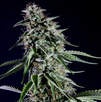 Semeno Kannabia Seeds - Rainbow Sherbet #11 (RS11) 1 ks