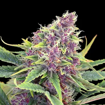 Semeno Kannabia Seeds - Purple Kush 3 ks