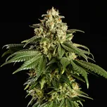 Kannabia Seeds - Dream Sherbet 25 ks