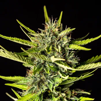 Semeno Kannabia Seeds - Strawberry Haze Auto 5 ks