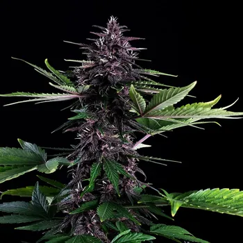 Semeno Kannabia Seeds - Swiss Dream Rosé Auto CBD 1 ks