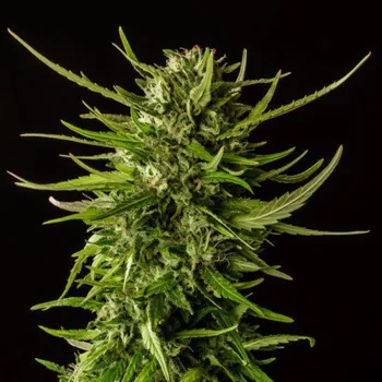 Semeno Kannabia Seeds - Dosidos 1 ks