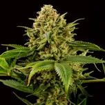 Kannabia Seeds - Monkey Grease 25 ks
