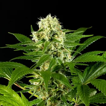 Semeno Kannabia Seeds - Amnesi-K Haze 1 ks