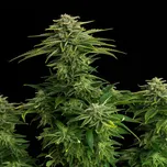 Kannabia Seeds - Zkittlez 25 ks