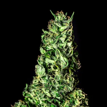 Semeno Kannabia Seeds - Moby Dick 1 ks