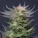 Kannabia Seeds - Purple Dream Auto 25 ks