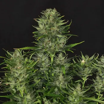 Semeno Kannabia Seeds - Dosidos Auto 1 ks