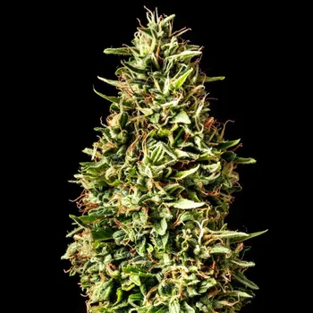 Semeno Kannabia Seeds - Runtz Auto 1 ks