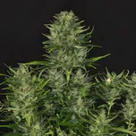 Kannabia Seeds - Dosidos Auto 25 ks
