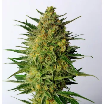 Semeno Kannabia Seeds - Super AK 1 ks