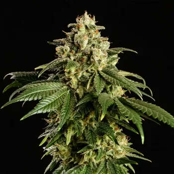 Semeno Kannabia Seeds - Dream Sherbet 3 ks