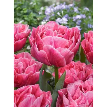 Cibulovina Tulipán Aveyron 10 ks