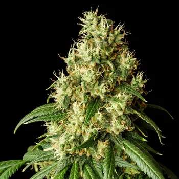 Semeno Kannabia Seeds - Mimosa Dream 5 ks