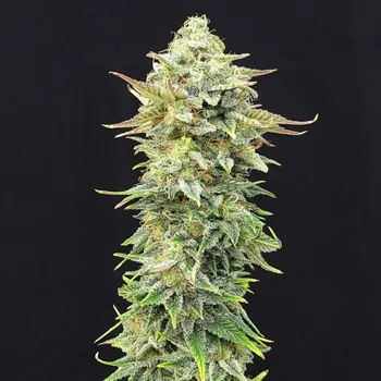 Semeno Kannabia Seeds - Pineapple Dream 3 ks
