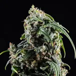 Kannabia Seeds - CBDV Auto 100 ks