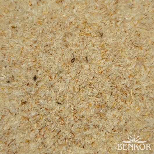 Psyllium