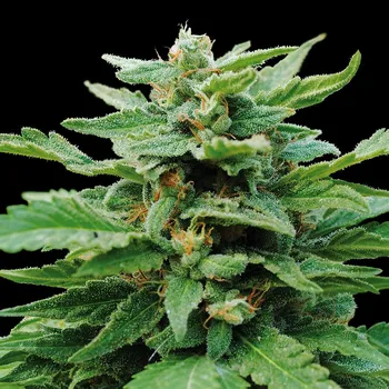 Semeno Kannabia Seeds - Karibbean Mango 3 ks