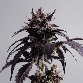 Semeno Kannabia Seeds - Ginger Punch Auto 3 ks