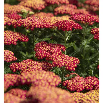 Sazenice Řebříček obecný ´SKYSAIL FIRE´ kont. 0,5 l